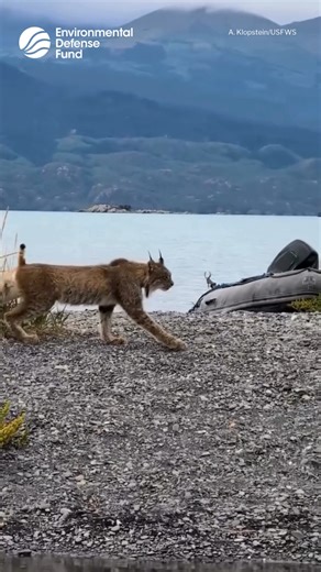 "Most of us would have better luck seeing a unicorn." The U.S. Fish & Wildlife Service posted video of a rare Canada lynx spotted at Kenai National Wildlife Refuge in Alaska, describing the encounter as rare and "iconic." "Lynx avoid human activity and stick to remote habitats where their oversized, snowshoe paws help them move silently," USFWS wrote. "You didn’t just see a lynx. The lynx allowed itself to be seen. There’s a difference." #Lynx #Wildlife #Conservation #Nature #Environment | Envir