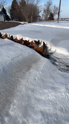 Chickens In The Deep Spring Snow