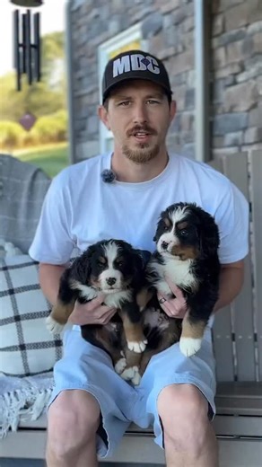 Mountain Dog Companion on Instagram: "Meet Apollo & Bandit! These are two of our adorable Bernese mountain dog pups, that would love to be part of your family! 😇😍 Reach out if interested! 🐾 ☎️ #bernese #bernesemountaindog #bernesemountaindogs #berneseoftheday #bernesedaily #bernesepuppy #bernesemountaindoglovers #bernesemountaindoglovers"