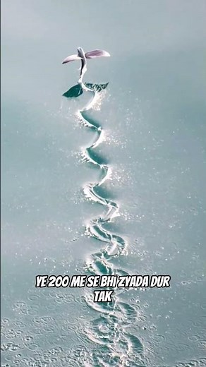 This Fish Can Fly?! 🐟✈️ Incredible Ocean Moment #shorts