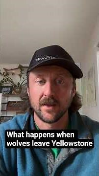 What happens when wolves leave Yellowstone