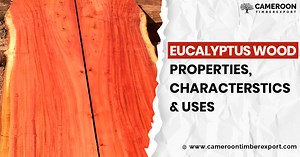 Eucalyptus Wood Properties, Characteristics & Uses