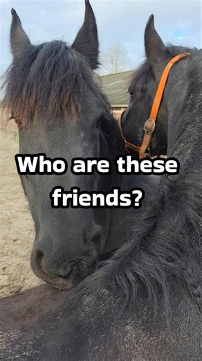 Who are these friends?? #Friesian #Horses #followtheherd
