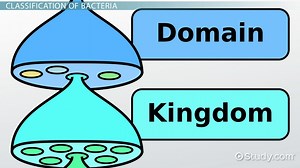 Eubacteria Definition, Characteristics & Examples - Video | Study.com