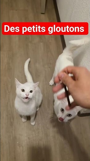 😻 Regardez comment mes chats sont de petits gloutons #chat #animaux