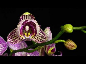 Blooming flowers - Orchid Phalaenopsis - Time Lapse