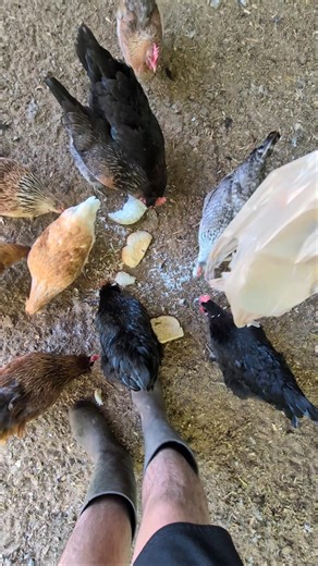 When Will The Chickens Get Tired Of Leftovers?