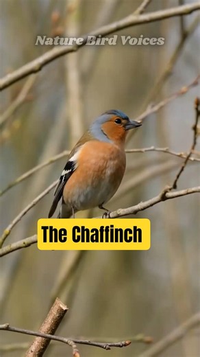 The Chaffinch (Fringilla coelebs) #birds #birdsong #birdsounds