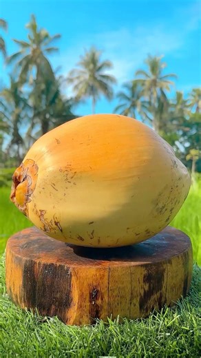 Amazing and Fantastic Coconut Cutting