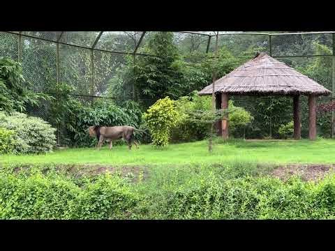 The Mighty Asiatic Lion Roars | Real Wildlife Moment
