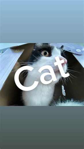 Didde (@didde_the_king)s videor med Funny - Gold-Tiger