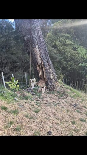 Lovely rotten slowly heaving pine. Top 3/4 removed with grapple saw before anyone went in the tree. | Broadleaf Tree Care