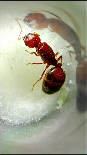 How to Start a Pet Ant Colony: Tips and Tricks for Beginners