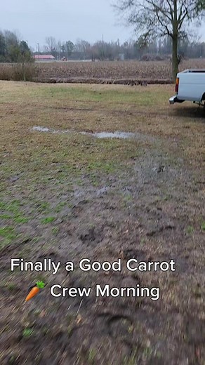 Enjoying a Tranquil Morning with the Carrot Crew