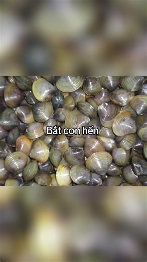 Bắt con hến #xuhuong #fyp #viral #tiktok #CapCut @️Nam_sigma | lấy trái xoài chấm muối rồi nhai nhai