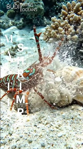 😱 This Tiny Mantis Shrimp Can Smash a Shell in Seconds #mantis #mantisshrimp #ocean #nature