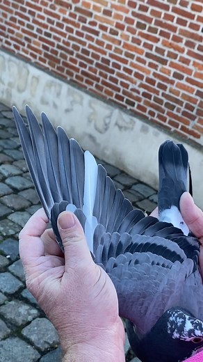 140K views · 4.9K reactions | Pigeon Bids Van Oeckel Bart & Nance...