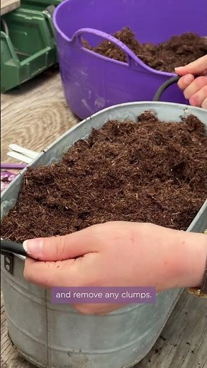 Sow these easy summer container seeds