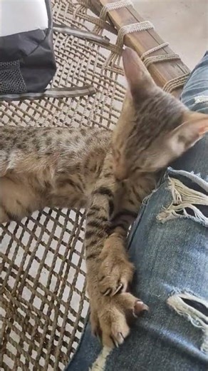 The Dark Origins of Tom & Jerry