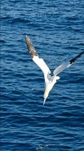 How Does a Gannet Dive Into the Ocean? 🐦🌊#NorthernGannet #Gannet#BirdBehavior#nature# #BirdPlanet#
