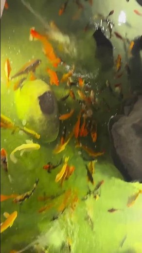 Relaxing Koi Fish Boomerang 🐟 | Looping Video Made with Ezy Video to Boomerang