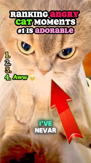 Ranking Best AGGRESSIVE Angry Cat Moments 😾 #cats #funnypets #funnyanimals
