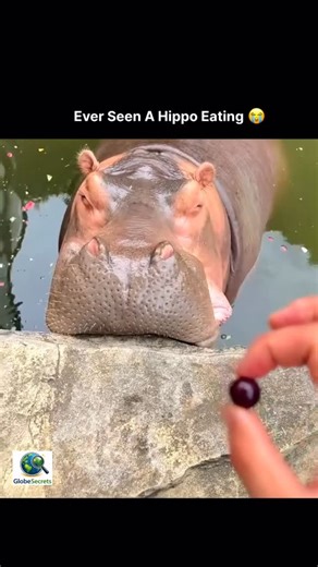 Globe Secrets on Instagram: "The hippopotamus is an amphibious mammal found in the heart of Africa’s wetlands. These semi-aquatic creatures live in and around lakes, rivers, and grassland swamps. There are two species of hippopotamuses, the common river hippopotamus (Hippopotamus amphibious) and the smaller pygmy hippopotamus (Choeropsis liberiensis). #daily #vlog #globesecrets #trendingsongs #trendingreels"