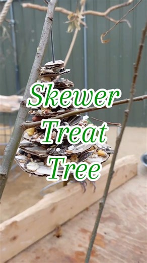 🎄 How to make a Skewer Treat Tree! Join Holly from the Kiwa Centre as she shows you how to create this simple, fun, and festive enrichment idea your parrots will love. The macaws here went wild for it! All you need is: ✨ Cardboard ✨ Flour (as glue!) ✨ Treats ✨ A skewer (or natural, parrot-safe twine if you don't have a skewer!) We’re sharing tried-and-tested enrichment ideas from the Kiwa Centre, where over 100 macaws enjoy these activities. Give it a try at home to keep your parrots happy and 