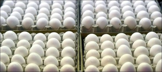 Real or Plastic Eggs: How to know the difference?