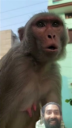 Monkey Voice – Funny Monkey Making Loud Sounds 🐒😂