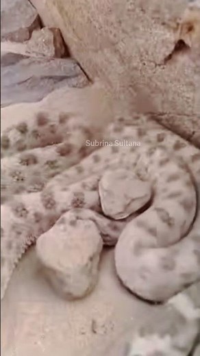 Saharan Horned Viper in the Desert | Deadly Snake of North Africa #wildlifevideo #snakelovers