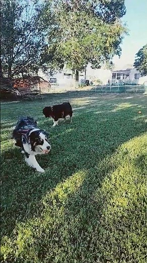 Little Bear the mini Australian Shepherd finally learning to fetch properly #miniaustralianshepherd