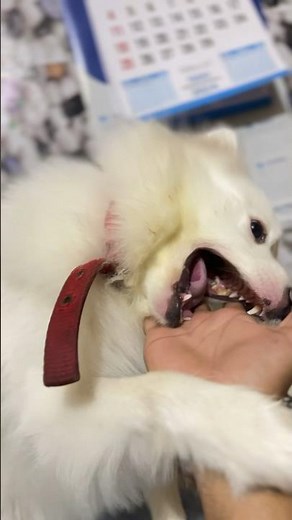Indian spitz dog barking || Indian spitz dog aggressive || Indian spitz dog bite || Indian spitz dog
