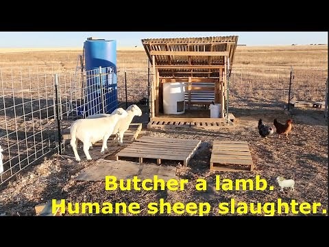 Butcher a lamb. Humane sheep slaughter. (MUST WATCH!) //Sanchez Fun