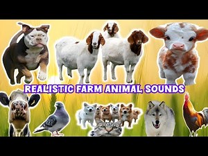 Real Farm Animal Sounds in Village Morning | Cows, Goats, Chickens, Ducks, Sheep, Horses & More