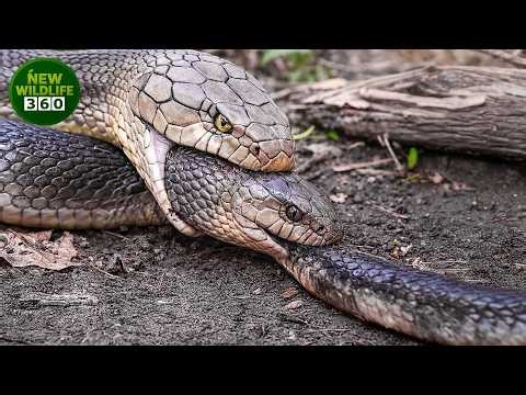 Horrifying Moments When Venomous Snakes Devour Their Own Kind | animal attacks