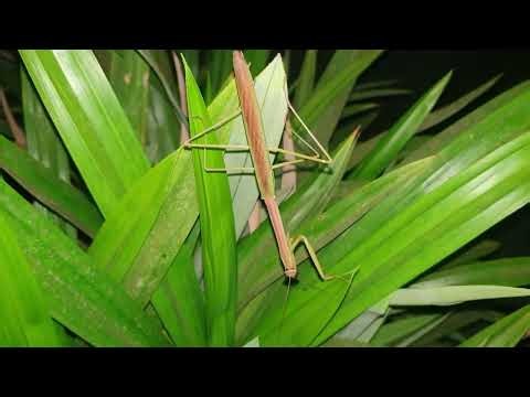Night Insect on Green Leaves | Relaxing Macro Nature Video