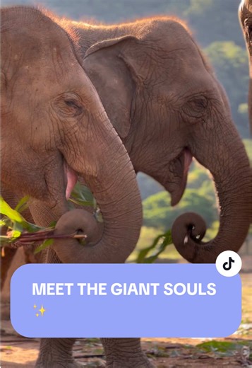 Éléphants et Sanctuaire : Un Deuxième Espoir