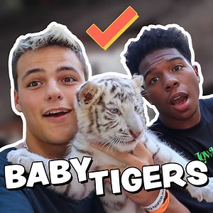 14K views · 1K reactions | Cuteness Overload! Playing With Adorable Baby Tigers  | Paul Cuffaro | Facebook