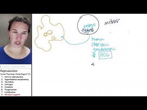 Reproductive physiology 8- We have a zygote!