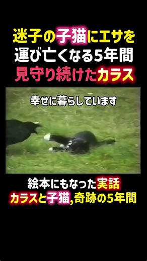 カラスと子猫 #切り抜き #感動する話