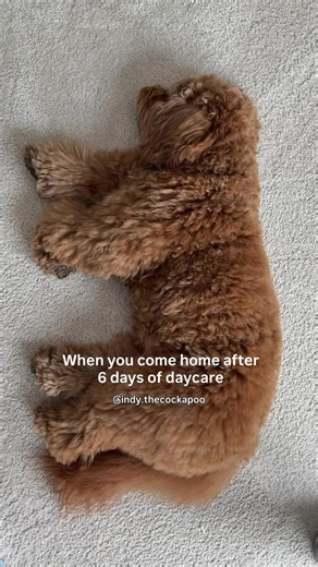 Cockapoo Sleepy After Daycare: Why Your Doodle Snores