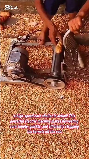 Lightning-Fast Corn Sheller! Amazing Electric Machine Instantly Strips Kernels Off the Cob #farming