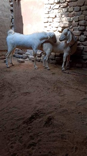 Calm Morning with Goat Couple#animals#kitten#shortvideo #viral