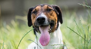 Dog Behavior Training & Modifications | Another Approach