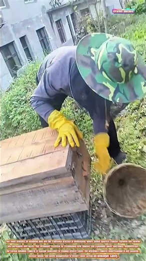 The Art of Transferring Bee Swarms into Hive Boxes