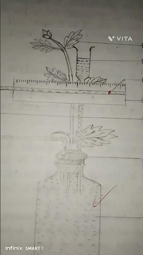 Farmer's potometer diagram 🔬#practical #studynotes #youtubeshorts #botany #youtubeshorts