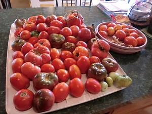What the Heck Kind of Squash is This?