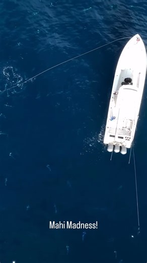 WAYPOINT on Instagram: "#MahiMonday with @sailkingstv ・・・ Dolphin, mahi, or dorado. Doesn’t matter what you call them or what ocean you catch them in, they’re always a welcome sight and fun to catch . . Season premiere on @waypointtv this weekend! The Waypoint TV Channel is available on the Waypoint TV App, WaypointTV.com, Samsung TV Plus (Channel 2487), DirecTV (Channel 4175), LG (Channel 486), VIZIO (Channel 1330), XUMO (Channel 718), Tubi, TCLtv+, TCL Global FuboTV, Amazon Prime, Amazon Fire 