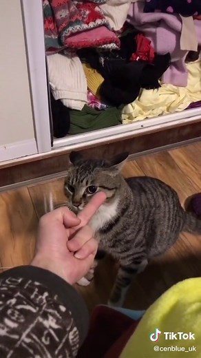 Cat Reacts to Middle Finger - Funny Pet Video